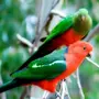 Попугаи Австралии
