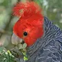 Попугаи австралии