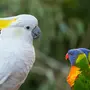 Милые попугаи