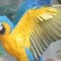 Милые попугаи