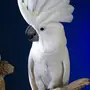 Попугай с хохолком