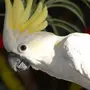 Попугай с хохолком