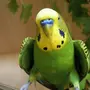 Посмотреть попугаев