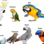 Разные попугаи