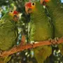 Разные попугаи