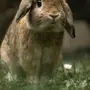 Заяц с длинными ушами