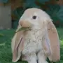 Заяц с длинными ушами