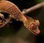 Листохвостый геккон