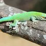 Листохвостый геккон