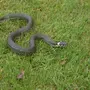 Змеи Шри Ланки