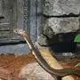Змеи шри ланки