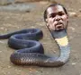 Змеи шри ланки