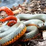 Самая ядовитая змея на планете