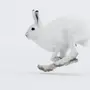 Белый заяц