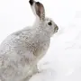 Белый заяц