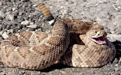 Гремучая змея с хвостом