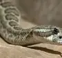 Гремучая змея с хвостом
