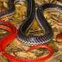 Картинка ядовитые змеи в лесу