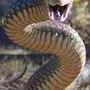 Картинка ядовитые змеи в лесу