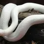 Змея Альбинос