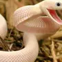 Змея альбинос