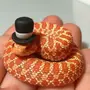 Милая Змея