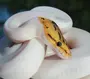 Милая змея