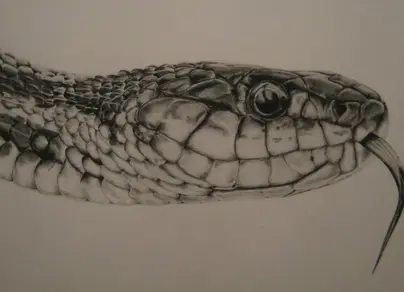 Змея с открытой пастью рисунок