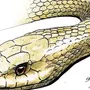 Змея С Открытой Пастью Рисунок