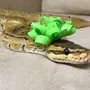 Картинка змея с бантиком