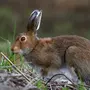 Заяц беляк