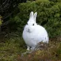 Заяц беляк
