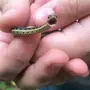 Маленькой змеи