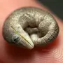 Маленькой Змеи