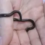 Маленькой Змеи