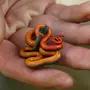 Маленькой змеи