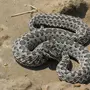 Змеи Турции