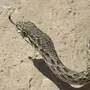 Змеи Турции