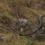 Змеи В Лесу