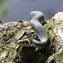 Змеи В Лесу