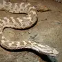 Змеи ростовской области