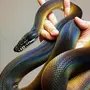 Домашние змеи