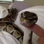 Домашние змеи
