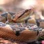 Бушмейстер змея