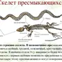 Строение Змеи В Картинках