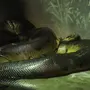 Большие Змеи
