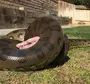 Большие змеи