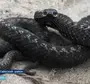 Ядовитые змеи россии