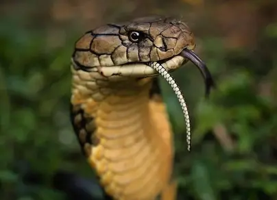 Королевская кобра змеи