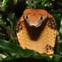 Королевская кобра змеи
